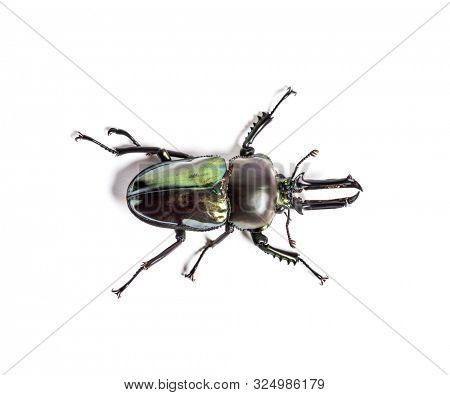 Rainbow stag beetle, Phalacrognathus muelleri, in front of white background