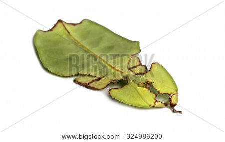 Leaf insect, Phyllium giganteum, in front of white background