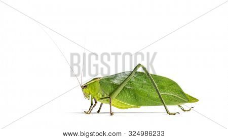 Giant katydid, Stilpnochlora couloniana, in front of white background
