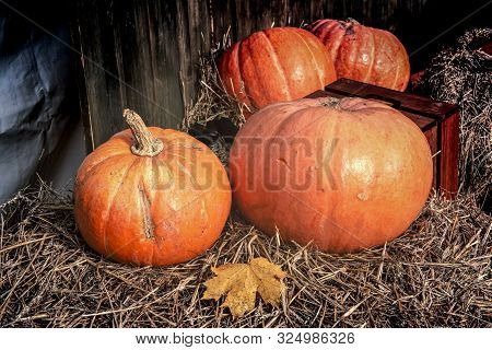 Autumn Pumpkin - Orange Pumpkins In The Hay. Orange Pumpkins At Outdoor. Copy Space For Your Text