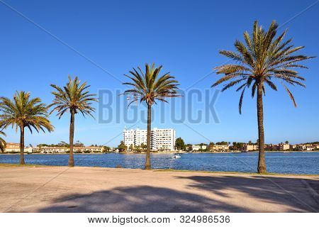 Palm Trees Growing Along The Lake Es Llac Gran In The City Of Alcudia In Mallorca, Spain