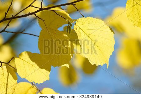 Beautiful Colorful Leaves In Autumn Forest. Red, Orange, Yellow, Green And Brown Autumn Leaves. Haze