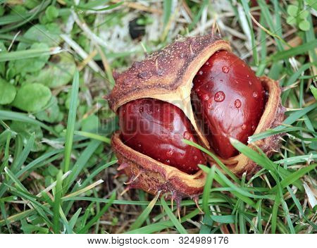 Twin Chestnut Lies Undamaged In Autumn Foliage