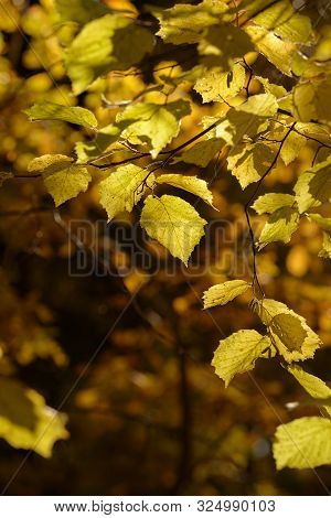 Beautiful Colorful Leaves In Autumn Forest. Red, Orange, Yellow, Green And Brown Autumn Leaves. Haze