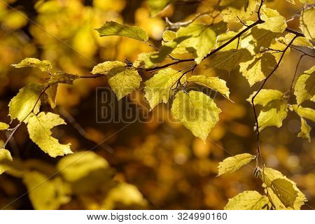 Beautiful Colorful Leaves In Autumn Forest. Red, Orange, Yellow, Green And Brown Autumn Leaves. Haze