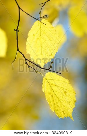 Beautiful Colorful Leaves In Autumn Forest. Red, Orange, Yellow, Green And Brown Autumn Leaves. Haze