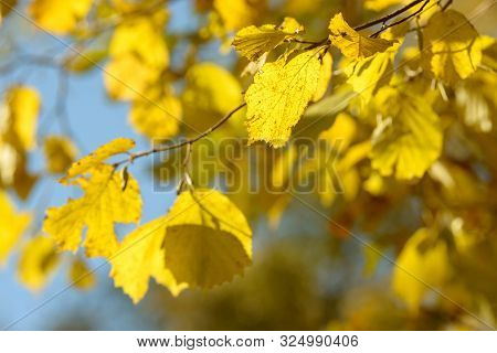 Beautiful Colorful Leaves In Autumn Forest. Red, Orange, Yellow, Green And Brown Autumn Leaves. Haze