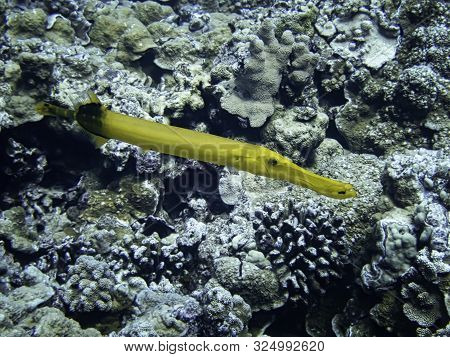 Yellow Trumpetfish Close Up Image Taken Underwater In Maui, Hawaii.