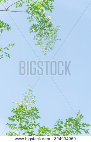 Sophora Japonica Flower Blooming On Tree Under Blue Sky In Vietnam