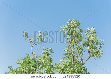 Sophora Japonica Flower Blooming On Tree Under Blue Sky In Vietnam