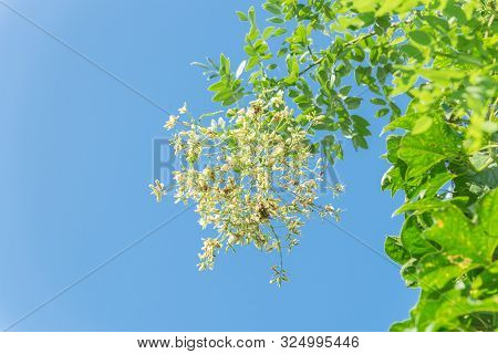Blooming Sophora Japonica Flower On Tree Close-up Under Blue Sky In Vietnam