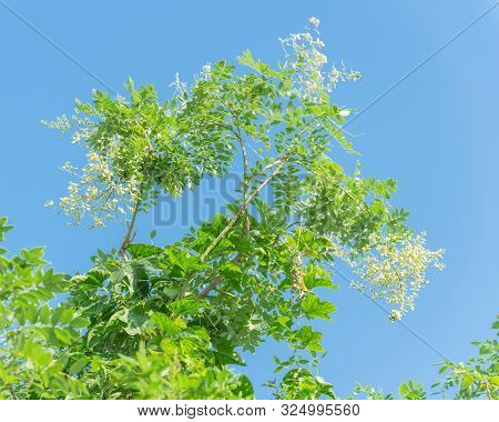 Sophora Japonica Flower Blooming On Tree Under Blue Sky In Vietnam