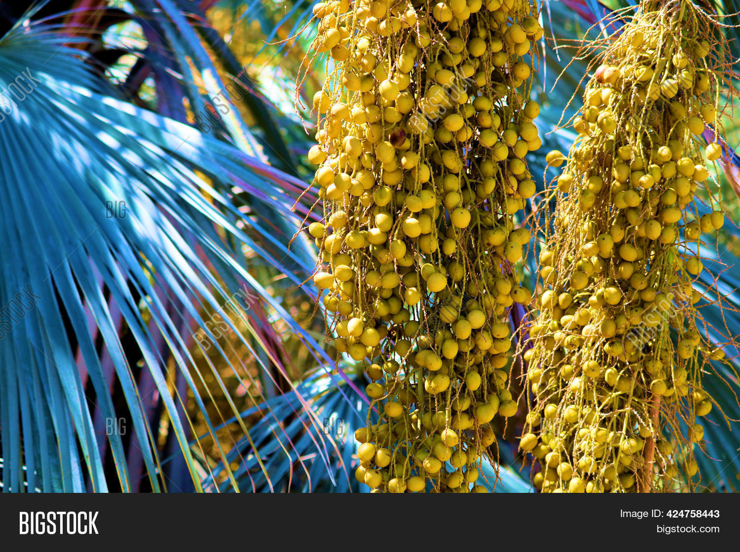 Mexican Blue Palm Tree Image & Photo (Free Trial) Bigstock