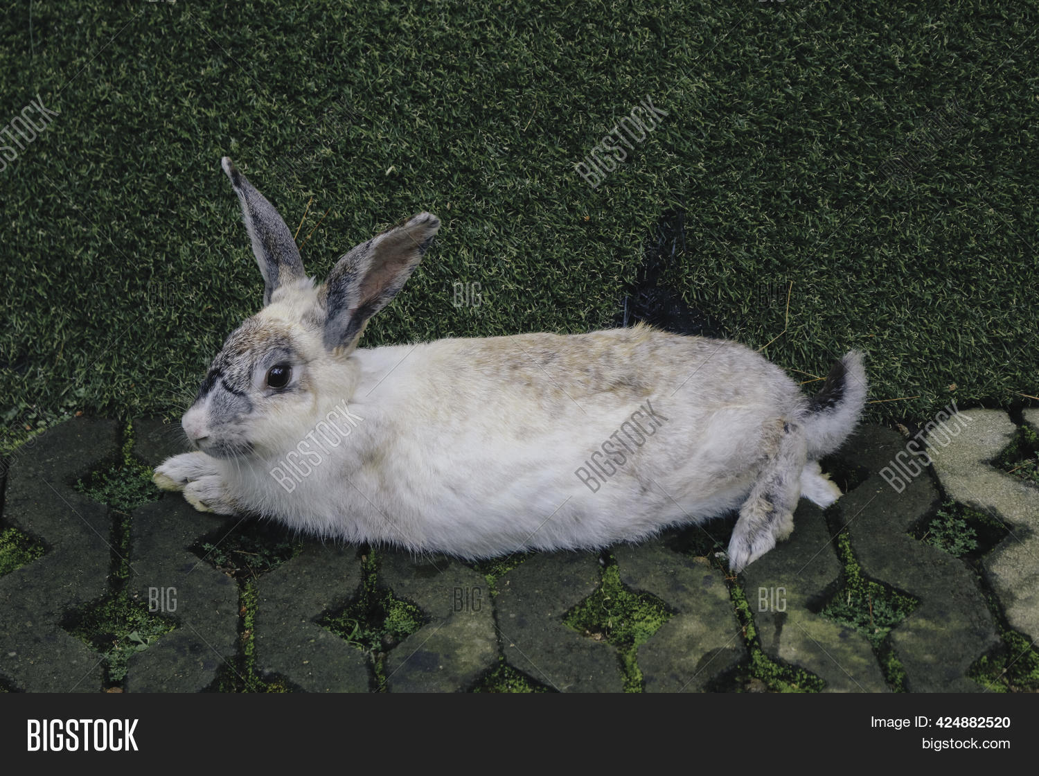 White Rabbit Outdoors. Image & Photo (Free Trial) Bigstock