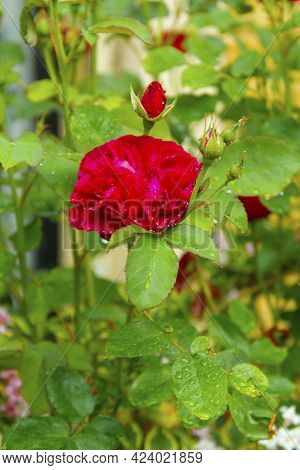 Pink Fucsia Roseflower In Sunlight In Summer Garden, English Roses, Abstract Green Backgrounds