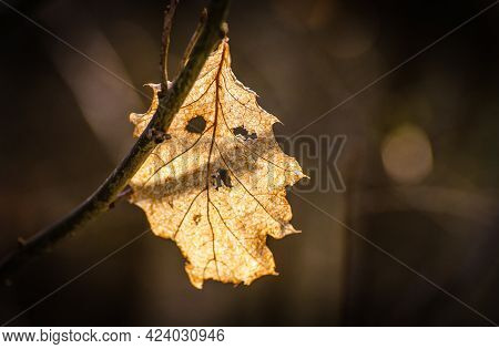 Close-up Of A Dry Leaf On A Branch That Looks Like A Sad Face