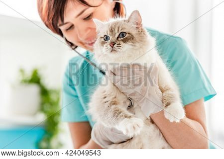 Smiling woman veterinarian holding fluffy ragdoll cat during medical care examining at vet clinic and listen to its heart. Closeup portrait of adorable purebred feline pet in animal hospital