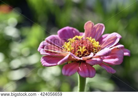Multicolored Flowers Of Zinnia Lat. Zínnia-zínia Is A Genus Of Annual And Perennial Grasses And Semi