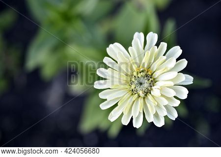 Multicolored Flowers Of Zinnia Lat. Zínnia-zínia Is A Genus Of Annual And Perennial Grasses And Semi
