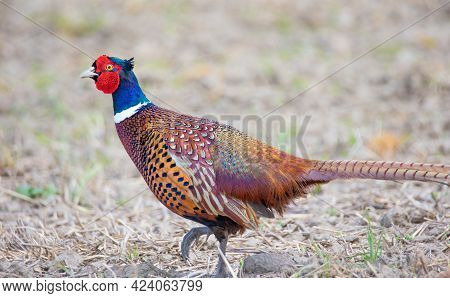 Common Pheasant Phasianus Colchicus Flies Over The Meadow Behind The Female