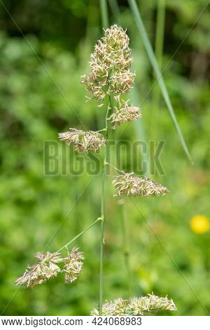 Cat Grass (dactylis Glomerata)