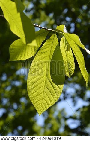 American Pawpaw Leaves - Latin Name - Asimina Triloba