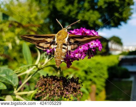 Bedstraw Hawks Hyles Gallii On The Purple Butterfly Bush Buddleja Davidii
