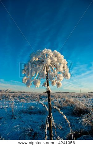 Winter Cowparsnip