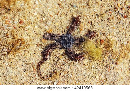 Sea Star
