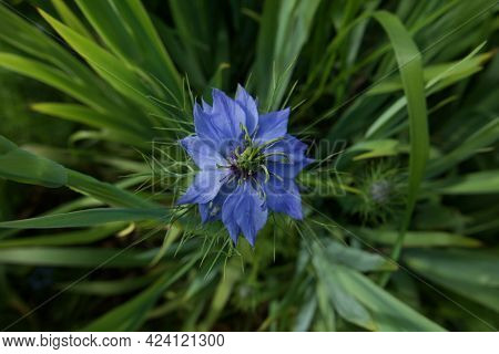 Top View Of Pretty Blue Nigella Flower And Surrounding Foliage