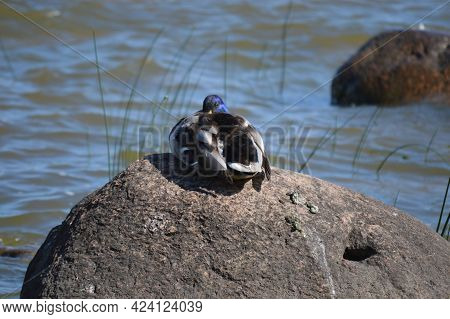 Slleeping Male Bird Of Anas Platyrinchos Or Mallard