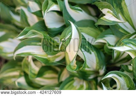 Close Up Of Hosta Plant Leaves Growing In A Garden. Shade Tolerant Flowers For A Backyard. Vivid Col