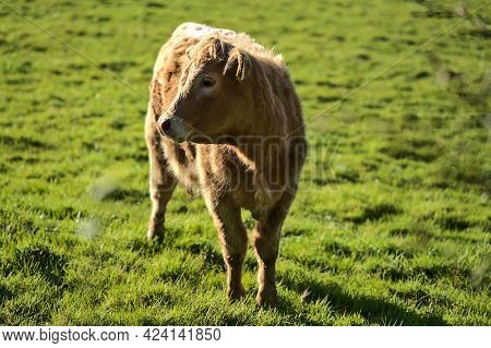 Beautiful Bright View Of Brown Cow Peacefully Grazing At Farm Near Puck's Castle Ln, Ballycorus, Cou