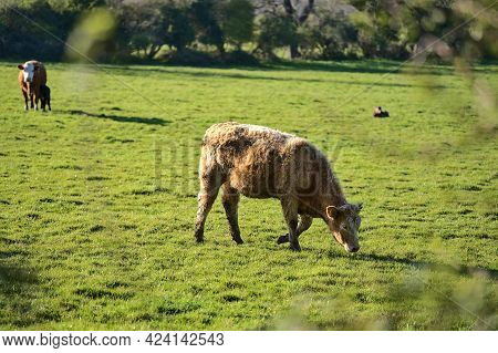 Beautiful Bright View Of Brown Cow Peacefully Grazing At Farm Near Puck's Castle Ln, Ballycorus, Cou