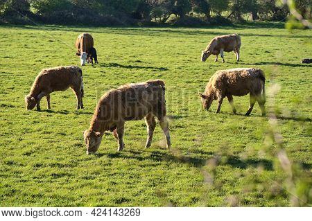 Beautiful Closeup View Of Brown Cows With Yellow Ear Tags For Identification Peacefully Grazing At F