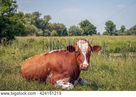 Red-and-white Cow Chews The Cud While Lying In The Grass And Looking At The Photographer. There Are 