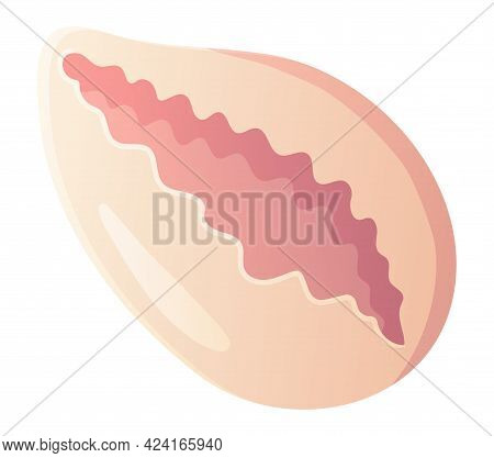 Pink Scallop Seashell. Beach Clipart, Ocean Element Concept. Stock Vector Illustration Isolated On W