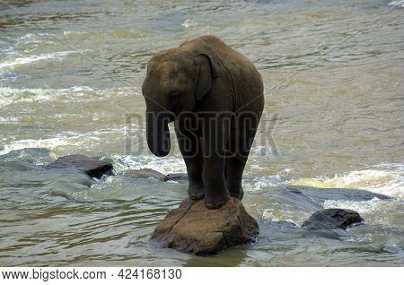 Asian Elephant In The Jungle. African Elephant In National Park. A Young Elephants Walking.