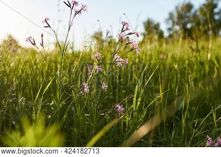Gently Pink Flowers Of Wild Carnation Against The Backdrop Of A Green Meadow And A Blue Background. 