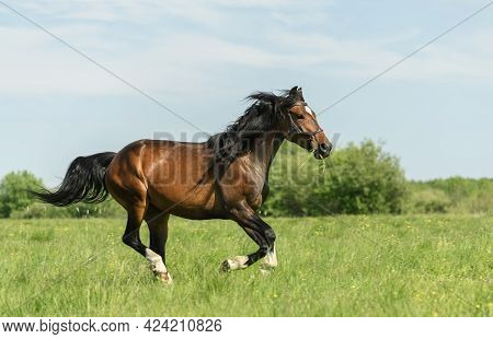 Horse With A Black Bridle And Grass In Its Mouth Is Galloping Across A Field. Galloping Horse Is Cre