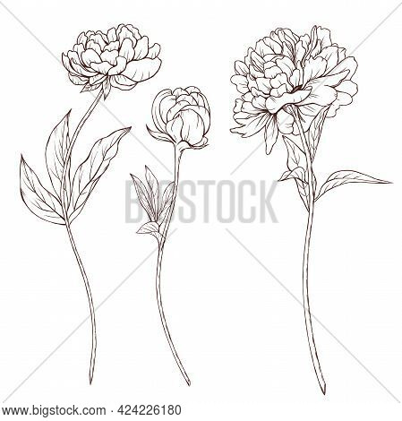 Flowers With Stems Sketch, Blooming Peonies Line Art, Black Botanica, Vintage Florals Illustration
