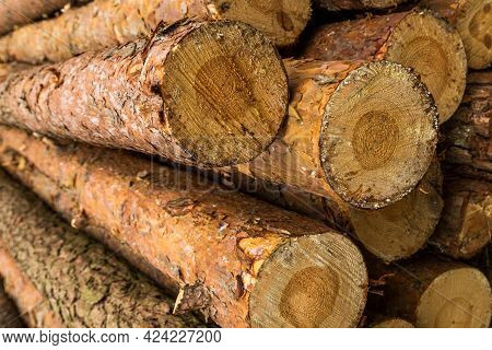 Logs Piled Up In The Forest. Fresh Logs. The Thinning Of The Forest. The Logging Timber Wood Industr