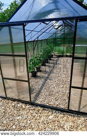 Pots With Tomato Plants In Big Greenhouse