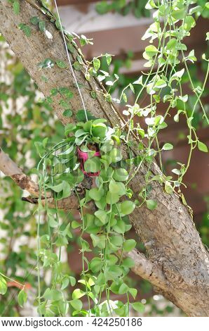 Dischidia Sp Or Dischidia And Ficus Pumila, Climbing Fig Plant