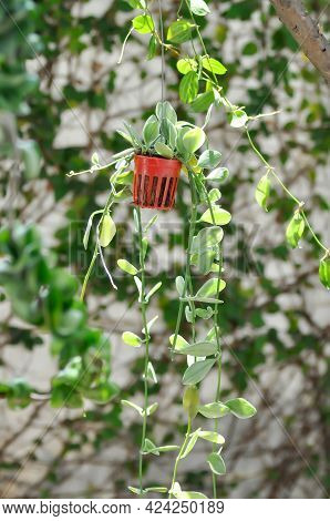 Dischidia, Dischidia White Diamond Plant Or Hanging Plant