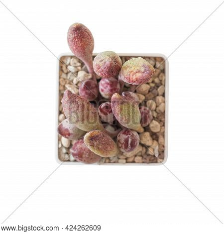 Rare Succulent Houseplants Adromischus Cristatus Indian Clubs In White Pot On White Background, Top 