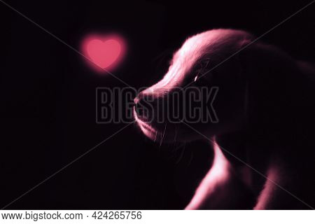 Digital Art Image Of A Puppy Looking Towards Glowing Red Heart