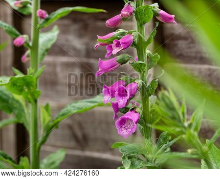 Pink Purple Common Foxglove Digitalis Purpurea Fairy Fingers In Summer Cottage Garden