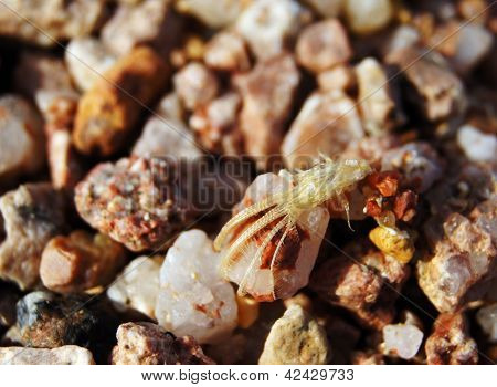 Crab Out Of The Cave On The Sand Beach