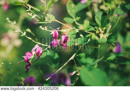 Closeup Of Purple Violet Blooming Japanese Bush Clover Flowers With The Latin Name Lespedeza In A Ze